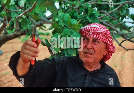 Pistacchio (Pistacia vera) Kurdian agricoltore fresare alberi di pistacchio, Turchia, Anatolia, Ayran Kasabasi Foto Stock