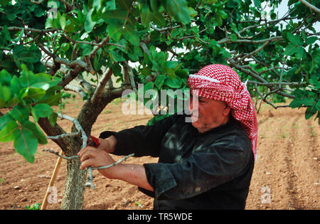 Pistacchio (Pistacia vera) Kurdian agricoltore fresare alberi di pistacchio, Turchia, Anatolia, Ayran Kasabasi Foto Stock
