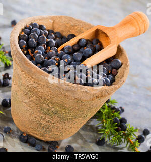 Il ginepro comune, Massa ginepro (Juniperus communis), le bacche di ginepro in una pentola con un cucchiaio di legno, Germania Foto Stock