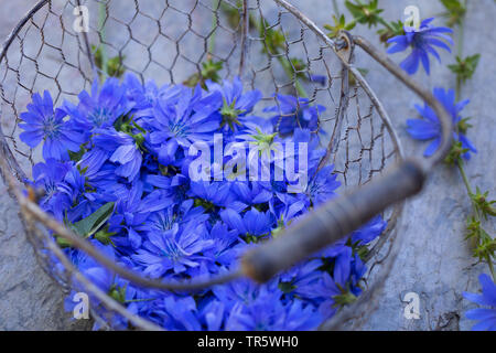 Blue marinai, comune cicoria selvatica cicorie (Cichorium intybus), fiori raccolti in un cestello, Germania Foto Stock
