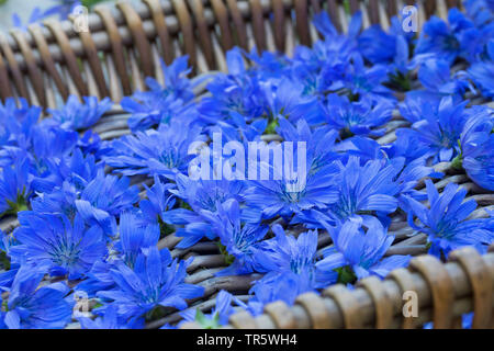 Blue marinai, comune cicoria selvatica cicorie (Cichorium intybus), fiori raccolti vengono essiccati, Germania Foto Stock