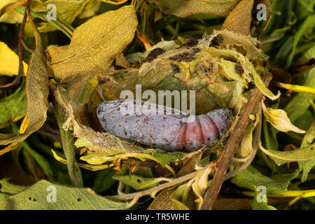 Rosy underwing (Catocala electa), pupa, Germania Foto Stock