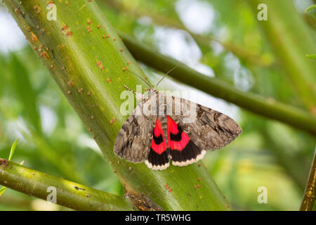 Rosy underwing (Catocala electa), imago a uno stelo, Germania Foto Stock