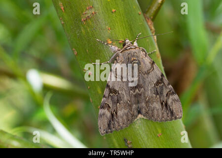 Rosy underwing (Catocala electa), imago a uno stelo, Germania Foto Stock