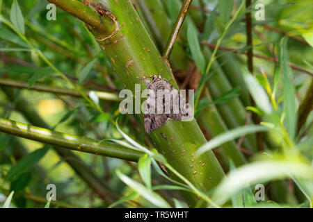 Rosy underwing (Catocala electa), imago a uno stelo, Germania Foto Stock