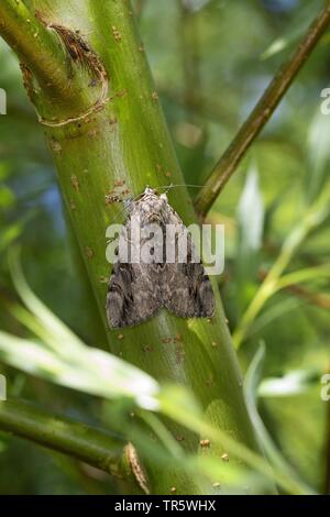 Rosy underwing (Catocala electa), imago a uno stelo, Germania Foto Stock