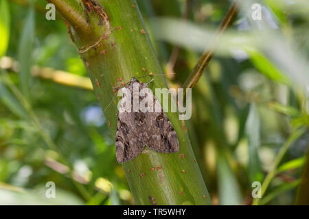 Rosy underwing (Catocala electa), imago a uno stelo, Germania Foto Stock