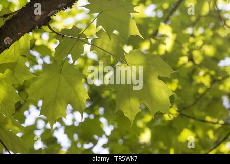 Rock acero maple (Acer saccharum), foglie su un ramo in controluce Foto Stock