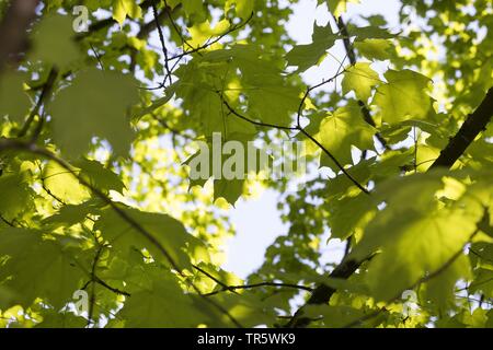 Rock acero maple (Acer saccharum), foglie su un ramo in controluce Foto Stock