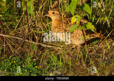 Il fagiano comune, Caucaso, Fagiano Fagiano caucasico (Phasianus colchicus), chick prende rifugio, Germania, Bassa Sassonia, Norderney Foto Stock