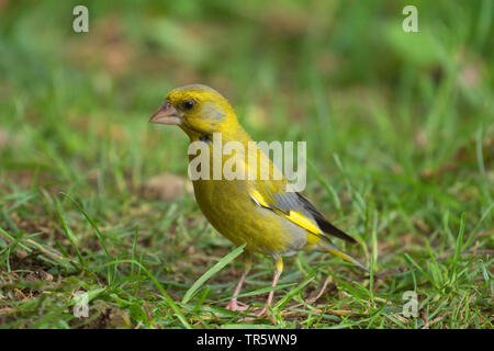 Western verdone (Carduelis chloris), alla ricerca di cibo sul terreno, in Germania, in Renania settentrionale-Vestfalia Foto Stock