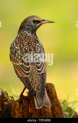 Starling comune (Sturnus vulgaris), seduti su albero snag, in Germania, in Renania settentrionale-Vestfalia Foto Stock