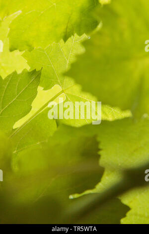 Vitigno, vite (Vitis vinifera), soft-focus effetto, foglie in contre-jour , Germania Foto Stock