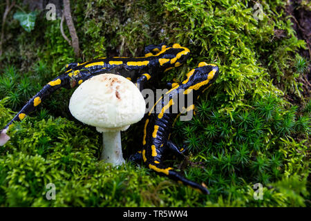 Unione salamandra pezzata (Salamandra salamandra), due salamandre in una foresta alla ricerca di cibo accanto a un fungo, Svizzera, Sankt Gallen Foto Stock