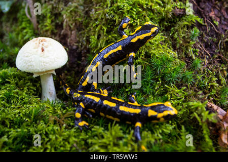 Unione salamandra pezzata (Salamandra salamandra), due salamandre in una foresta alla ricerca di cibo accanto a un fungo, Svizzera, Sankt Gallen Foto Stock