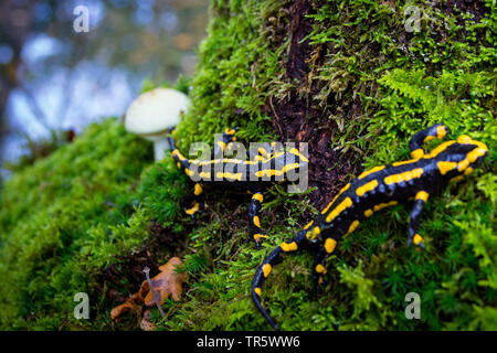 Unione salamandra pezzata (Salamandra salamandra), due salamandre in una foresta alla ricerca di cibo accanto a un fungo, Svizzera, Sankt Gallen Foto Stock