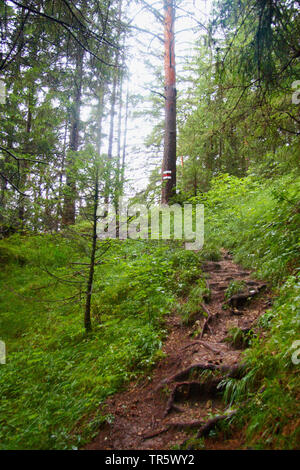 Pino silvestre, pino silvestre (Pinus sylvestris), la foresta di conifere su un pendio con pini, in Germania, in Baviera, Allgaeu Foto Stock