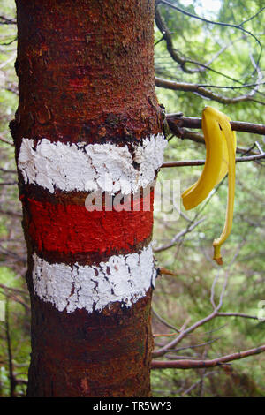 Abete (Picea abies), Escursionismo segno ad un tronco di abete rosso, la buccia di banana su un ramo, in Germania, in Baviera, Allgaeu Foto Stock