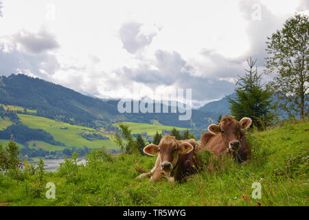 Gli animali domestici della specie bovina (Bos primigenius f. taurus), due mucche su un prato a lago Gruntensee, in Germania, in Baviera, Allgaeu Foto Stock