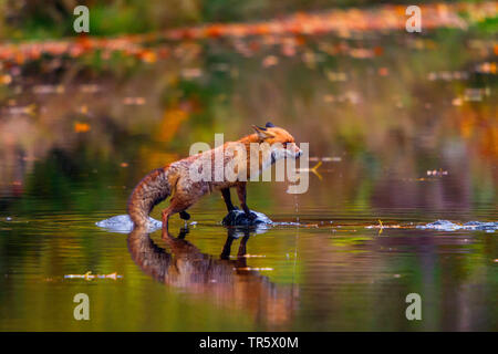 Red Fox (Vulpes vulpes vulpes), in piedi in acqua bassa, vista laterale, Repubblica Ceca, Hlinsko Foto Stock