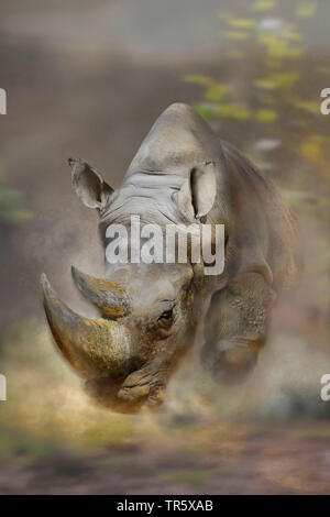 Attaccando rhino, vista frontale, Kenya Foto Stock