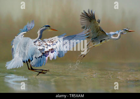 Airone cinerino (Ardea cinerea), contestando, , Germania Foto Stock