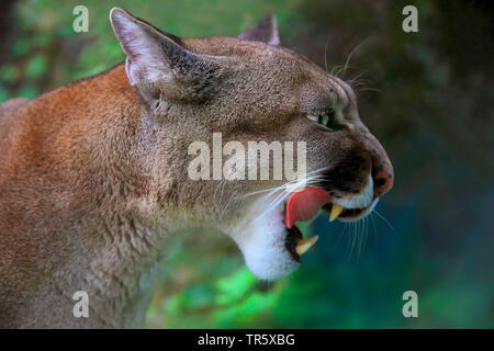 Puma, Mountain lion, Cougar (Puma concolor, Profelis concolor, Felis concolor), ritratto, con bocca aperta Foto Stock