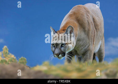 Puma, Mountain lion, Cougar (Puma concolor, Profelis concolor, Felis concolor), andando foraggio Foto Stock