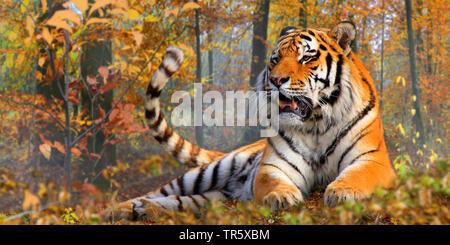 Tigre Siberiana, Amurian tiger (Panthera tigris altaica), che giace in una foresta autunnale, Russia siberiano Foto Stock