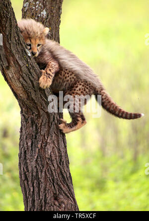 Ghepardo (Acinonyx jubatus), pup arrampicata su un albero, Africa Foto Stock