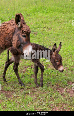 Asino domestico (Equus asinus asinus), madre con puledro su un pascolo, Germania Foto Stock