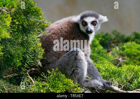 Anello-tailed lemur (Lemur catta), seduto su un albero, Madagascar Foto Stock