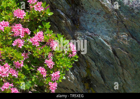 Ruggine-lasciava alpine rose, neve-rose, snowrose, arrugginito-lasciava alpenrose, arrugginito-lasciava alprose (Rhododendron ferrugineum), fioritura in corrispondenza di una parete di roccia, Austria Foto Stock