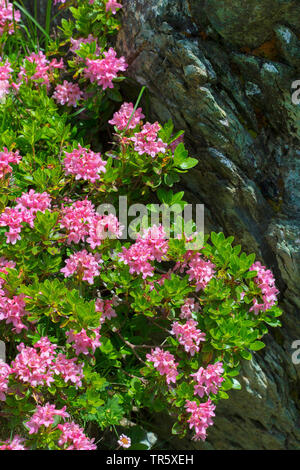 Ruggine-lasciava alpine rose, neve-rose, snowrose, arrugginito-lasciava alpenrose, arrugginito-lasciava alprose (Rhododendron ferrugineum), fioritura in corrispondenza di una parete di roccia, Austria Foto Stock