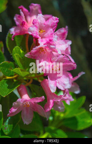 Ruggine-lasciava alpine rose, neve-rose, snowrose, arrugginito-lasciava alpenrose, arrugginito-lasciava alprose (Rhododendron ferrugineum), fiori, Austria Foto Stock