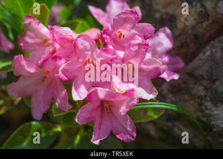 Ruggine-lasciava alpine rose, neve-rose, snowrose, arrugginito-lasciava alpenrose, arrugginito-lasciava alprose (Rhododendron ferrugineum), fiori, Austria Foto Stock