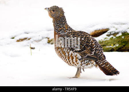 Western gallo cedrone, legno gallo cedrone (Tetrao urogallus), capercailzie hen nella neve, vista laterale, Germania Foto Stock
