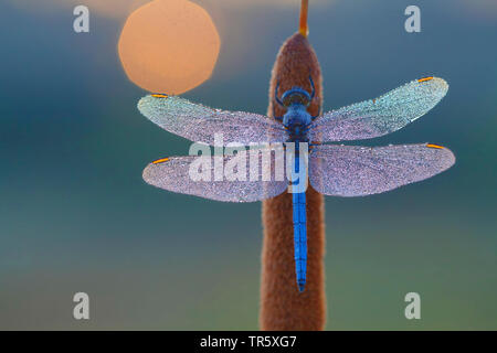 Skimmer keeled (Orthetrum coerulescens), maschio a bullrush, Germania Foto Stock