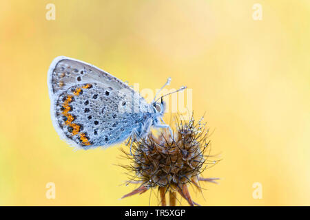 Idas Blu, Blu settentrionale (Plebejus idas, Plebeius idas), maschio, vista laterale, Germania Foto Stock