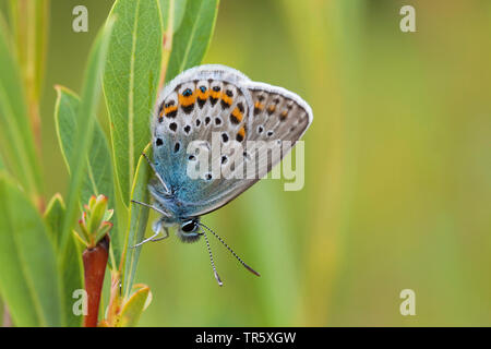 Idas Blu, Blu settentrionale (Plebejus idas, Plebeius idas), maschio, vista laterale, Germania Foto Stock