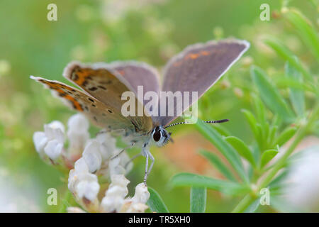 Brown argus (Aricia agestis), femmina, Germania Foto Stock