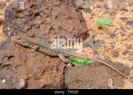 Atlantic lizard (Gallotia atlantica), sulle rocce laviche, vista laterale, Isole Canarie Fuerteventura Foto Stock