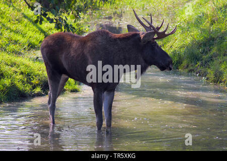 Elk, alci europea (Alces alces alces), Bull alci in piedi in un ruscello, vista laterale, Svezia Foto Stock