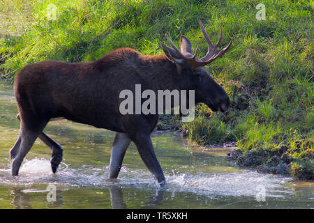 Elk, alci europea (Alces alces alces), Bull attraversamento alci in un ruscello, vista laterale, Svezia Foto Stock