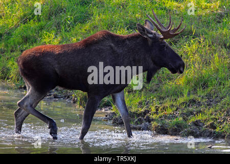 Elk, alci europea (Alces alces alces), Bull attraversamento alci in un ruscello, vista laterale, Svezia Foto Stock