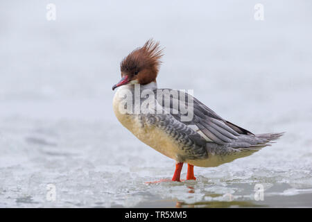 Smergo maggiore (Mergus merganser), femmina su un lago ghiacciato, in Germania, in Baviera Foto Stock