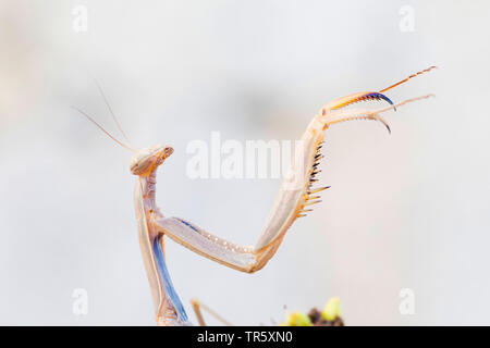 Unione depredavano mantis (mantide religiosa), mezza lunghezza verticale, vista laterale, Germania Foto Stock