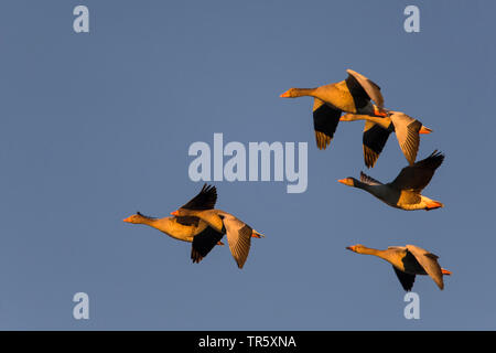 Graylag goose (Anser anser), flying truppa nella luce del mattino, vista laterale, in Germania, in Baviera Foto Stock