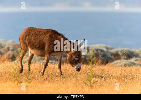 Asino domestico (Equus asinus asinus), alimentazione a secco su un pascolo, vista laterale, Italia Sardegna Foto Stock