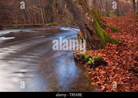 Autumnally foglie e acqua nel Canyon Stein, in Germania, in Baviera, il Parco Nazionale della Foresta Bavarese Foto Stock